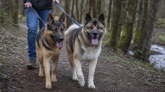 German Shepherd and a heavier shepherd-type mix walking on leash together on a wooded trail