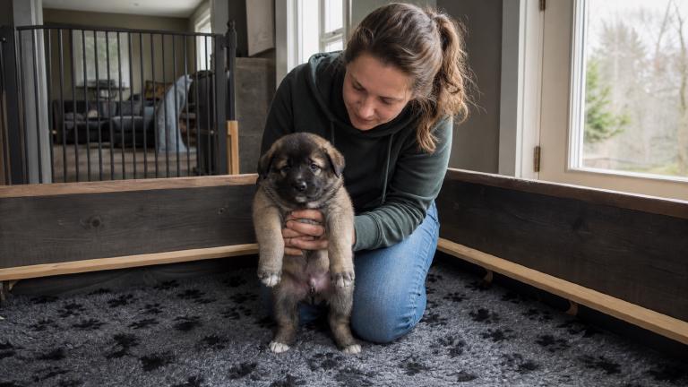 breeder handling a young shepherd-type puppy in a home whelping area
