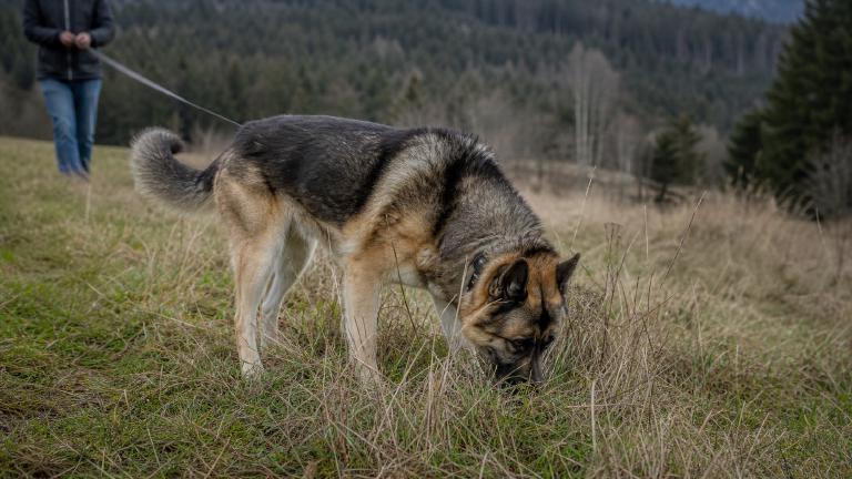 Akita Shepherd mix sniffing through tall grass on a long training line