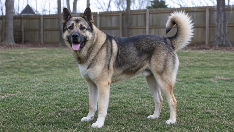Adult Akita German Shepherd mix standing in a yard with its full body visible